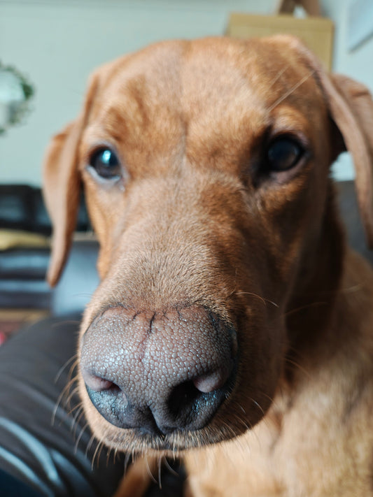 How Dogs Evolved Into the Perfect Companions (And Why Our Bond with Them Is So Strong)
