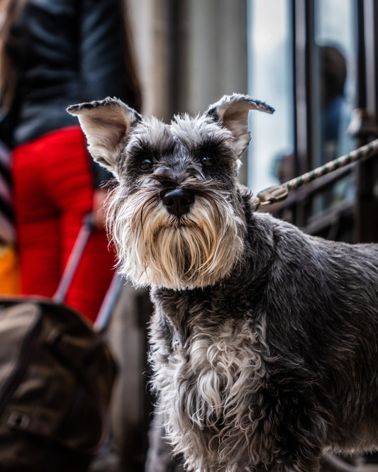 5 Things You Didn't Know About Miniature Schnauzers