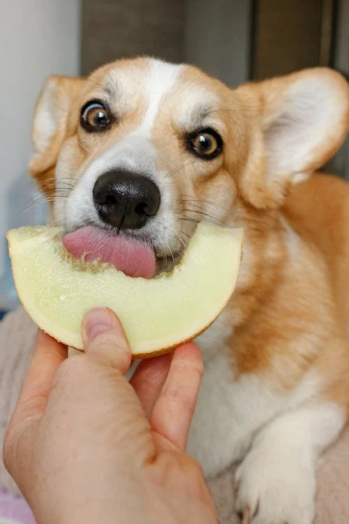 What Fruits Can Dogs Eat? A Guide to Healthy Canine Snacking