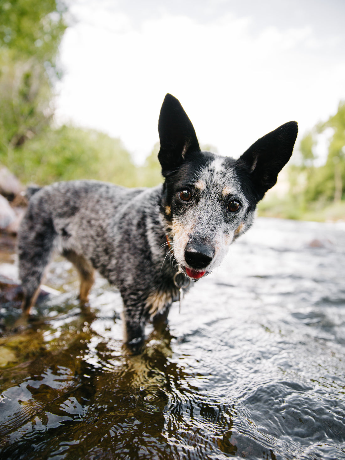 Adopting Pets - the pro's and con's