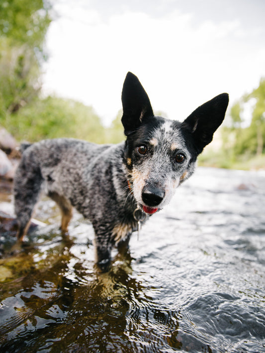 Adopting Pets - the pro's and con's