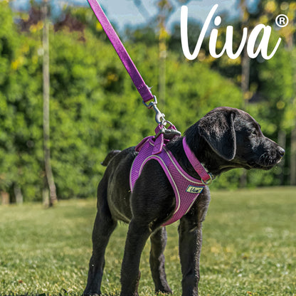 Viva Padded Lead - SuperBarket