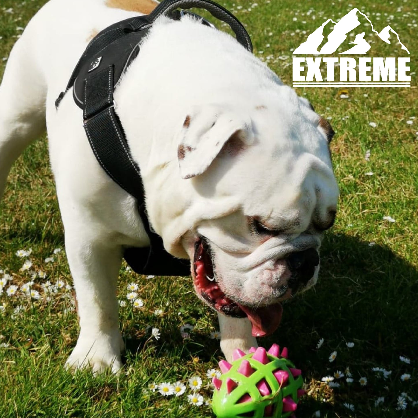 Extreme Harness - SuperBarket