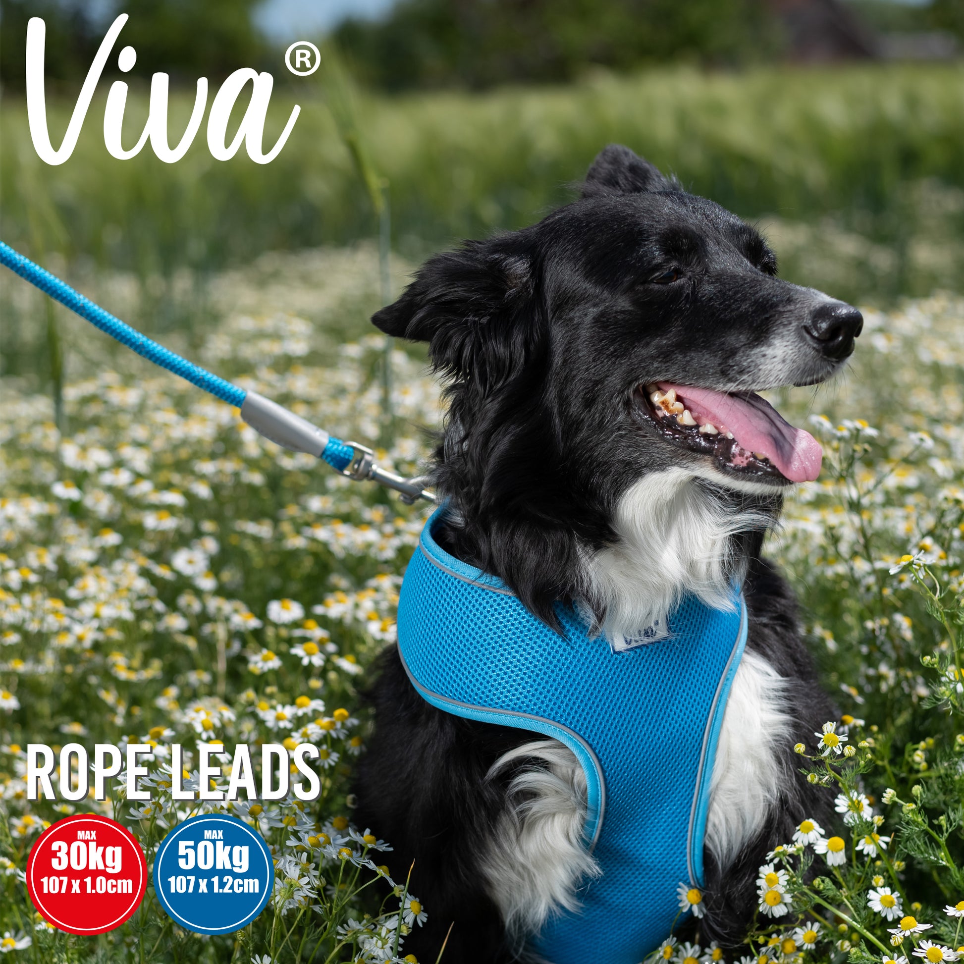 Viva Rope Lead Reflective - SuperBarket